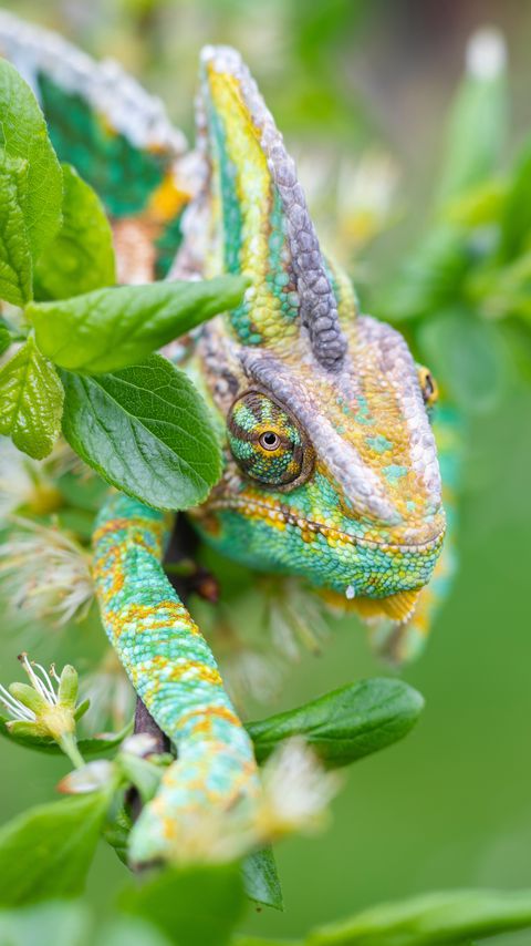 Download wallpaper 2160x3840 chameleon, lizard, reptile, leaves, green samsung galaxy s4, s5, note, sony xperia z, z1, z2, z3, htc one, lenovo vibe hd background