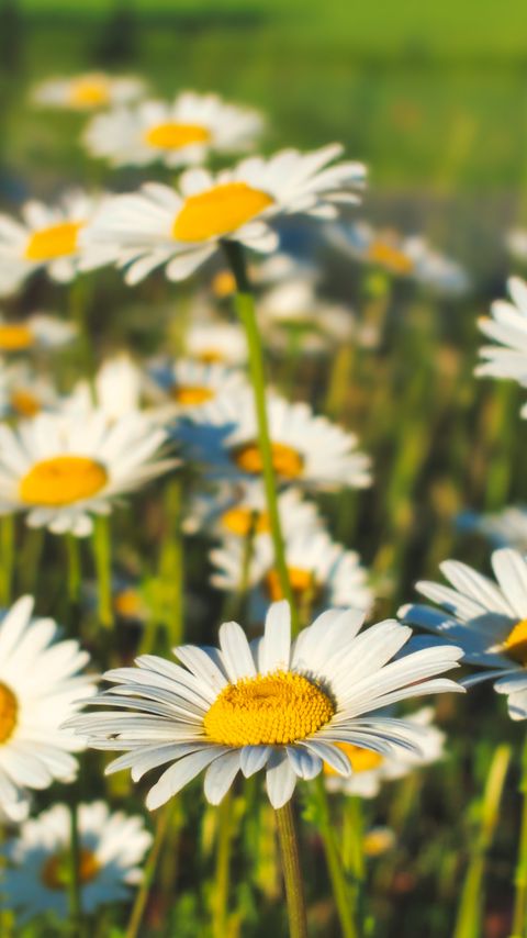 Download wallpaper 2160x3840 chamomile, flowers, field, plants, macro samsung galaxy s4, s5, note, sony xperia z, z1, z2, z3, htc one, lenovo vibe hd background