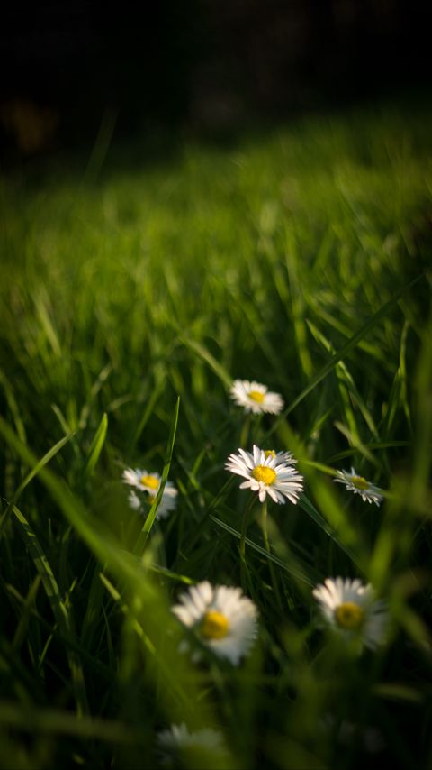 Download wallpaper 2160x3840 chamomile, flowers, grass, plants, macro samsung galaxy s4, s5, note, sony xperia z, z1, z2, z3, htc one, lenovo vibe hd background