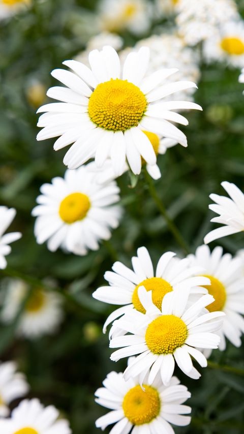 Download wallpaper 2160x3840 chamomile, flowers, petals, macro, white samsung galaxy s4, s5, note, sony xperia z, z1, z2, z3, htc one, lenovo vibe hd background