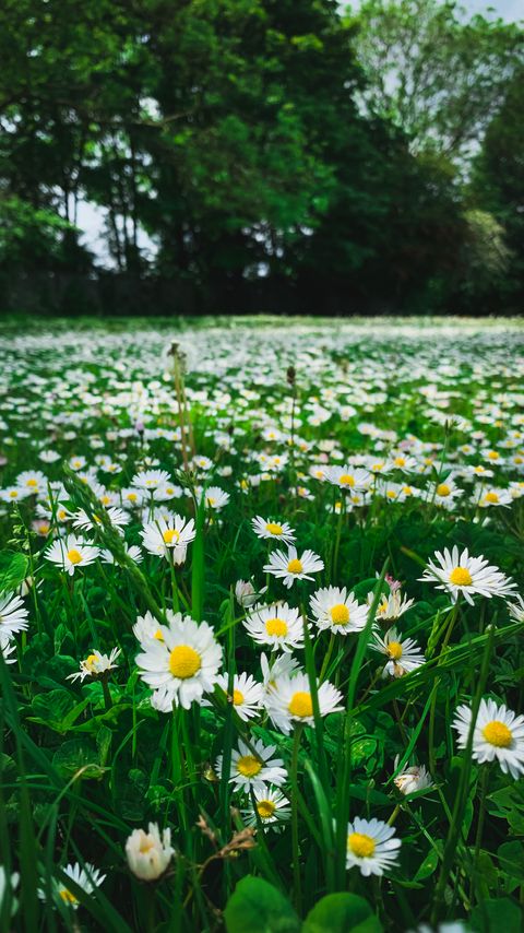 Download wallpaper 2160x3840 chamomile, flowers, plants, field, nature samsung galaxy s4, s5, note, sony xperia z, z1, z2, z3, htc one, lenovo vibe hd background