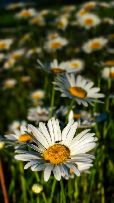 Download wallpaper 2160x3840 chamomile, flowers, plants, macro, summer samsung galaxy s4, s5, note, sony xperia z, z1, z2, z3, htc one, lenovo vibe hd background