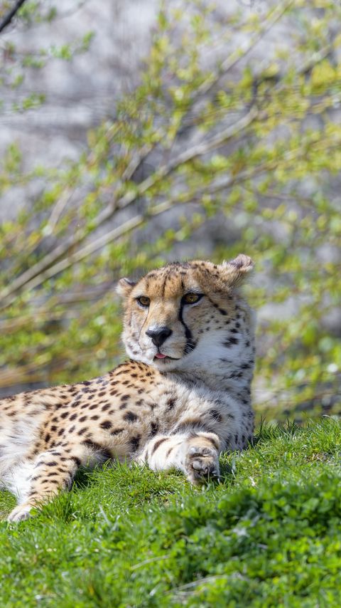 Download wallpaper 2160x3840 cheetah, animal, predator, protruding tongue, relax samsung galaxy s4, s5, note, sony xperia z, z1, z2, z3, htc one, lenovo vibe hd background