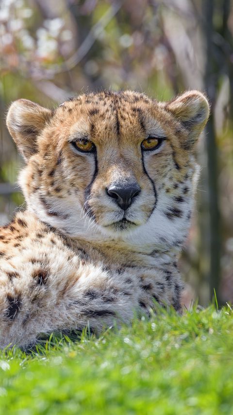 Download wallpaper 2160x3840 cheetah, animal, predator, glance, big cat samsung galaxy s4, s5, note, sony xperia z, z1, z2, z3, htc one, lenovo vibe hd background