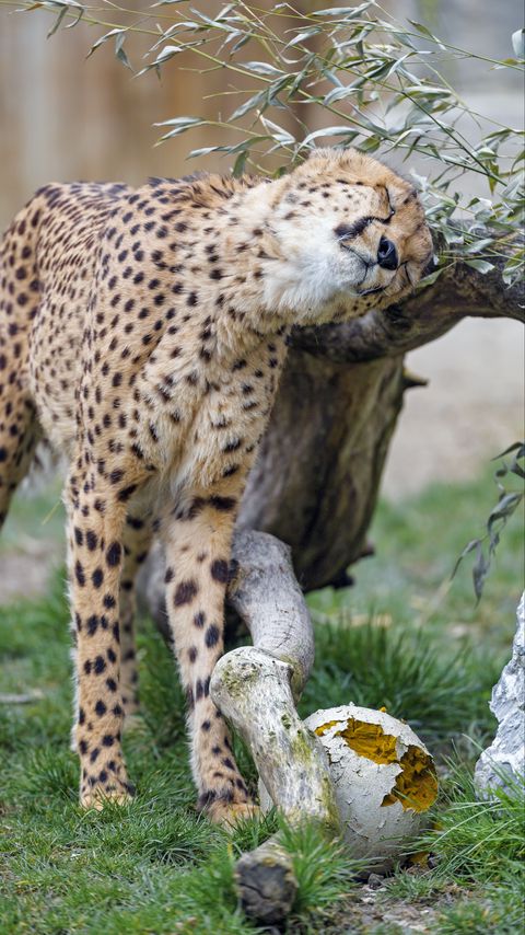 Download wallpaper 2160x3840 cheetah, animal, predator, big cat samsung galaxy s4, s5, note, sony xperia z, z1, z2, z3, htc one, lenovo vibe hd background