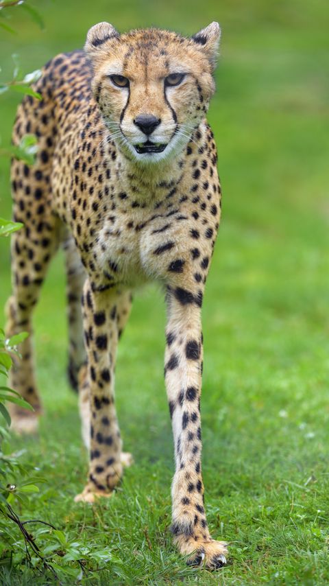 Download wallpaper 2160x3840 cheetah, animal, predator, big cat, glance samsung galaxy s4, s5, note, sony xperia z, z1, z2, z3, htc one, lenovo vibe hd background