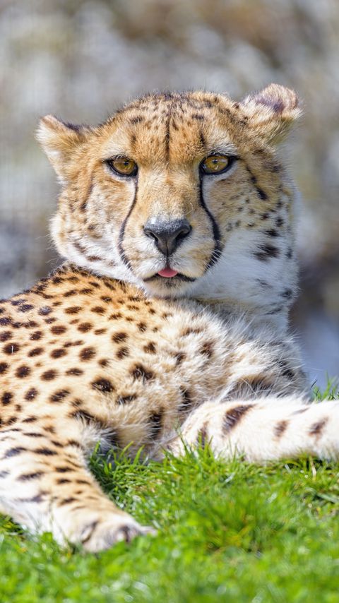 Download wallpaper 2160x3840 cheetah, animal, protruding tongue, big cat samsung galaxy s4, s5, note, sony xperia z, z1, z2, z3, htc one, lenovo vibe hd background