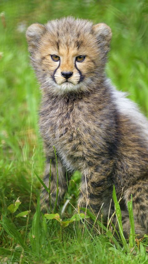 Download wallpaper 2160x3840 cheetah, cub, animal, moody, cute samsung galaxy s4, s5, note, sony xperia z, z1, z2, z3, htc one, lenovo vibe hd background