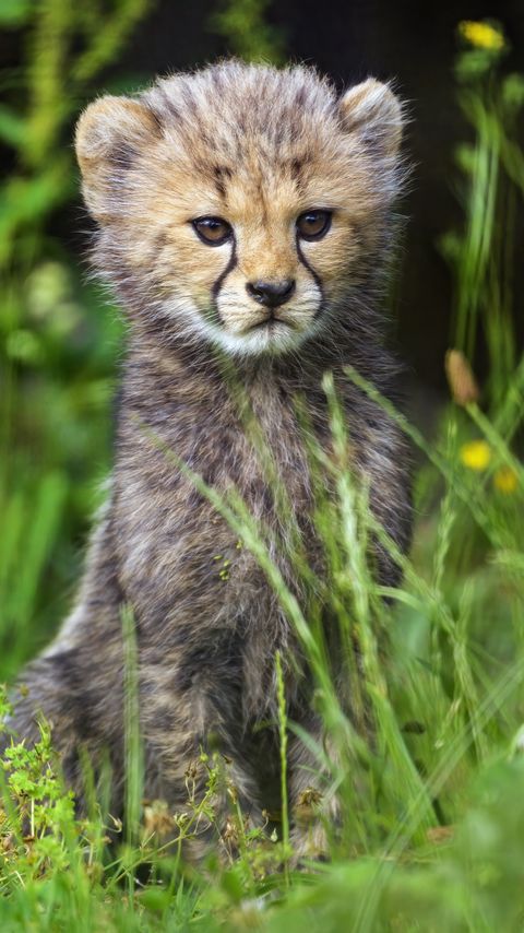 Download wallpaper 2160x3840 cheetah, cub, animal, cute, wildlife samsung galaxy s4, s5, note, sony xperia z, z1, z2, z3, htc one, lenovo vibe hd background