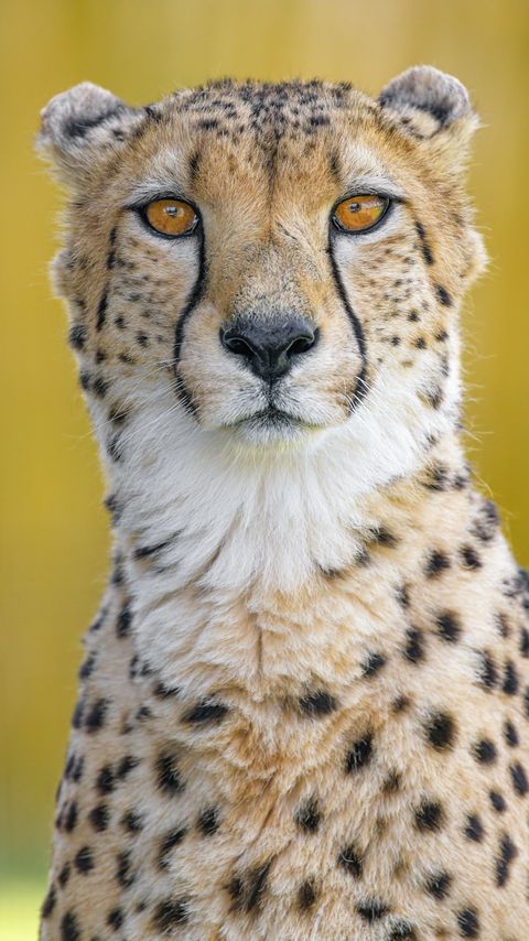 Download wallpaper 2160x3840 cheetah, predator, animal, glance, big cat samsung galaxy s4, s5, note, sony xperia z, z1, z2, z3, htc one, lenovo vibe hd background