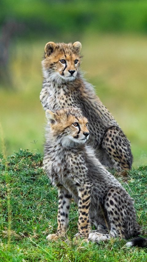 Download wallpaper 2160x3840 cheetahs, animals, predators, wildlife samsung galaxy s4, s5, note, sony xperia z, z1, z2, z3, htc one, lenovo vibe hd background