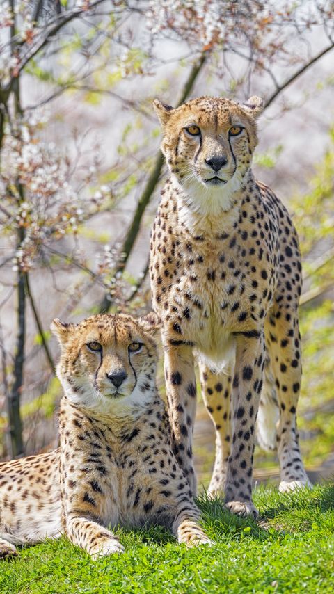 Download wallpaper 2160x3840 cheetahs, animals, predators, glances, big cats samsung galaxy s4, s5, note, sony xperia z, z1, z2, z3, htc one, lenovo vibe hd background