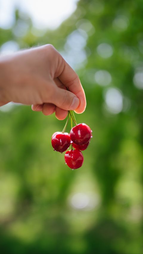 Download wallpaper 2160x3840 cherry, berries, hand, macro samsung galaxy s4, s5, note, sony xperia z, z1, z2, z3, htc one, lenovo vibe hd background