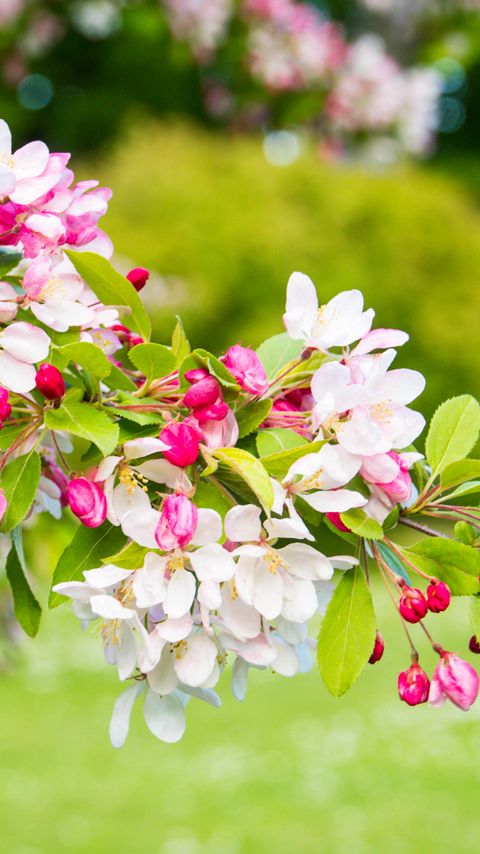 Download wallpaper 2160x3840 cherry, flowers, petals, branch, pink, macro samsung galaxy s4, s5, note, sony xperia z, z1, z2, z3, htc one, lenovo vibe hd background