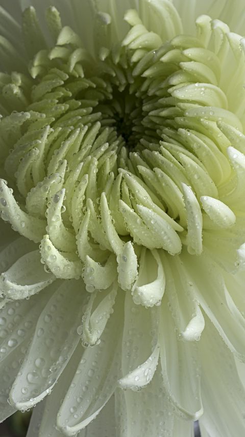 Download wallpaper 2160x3840 chrysanthemum, flower, petals, drops, macro, white samsung galaxy s4, s5, note, sony xperia z, z1, z2, z3, htc one, lenovo vibe hd background