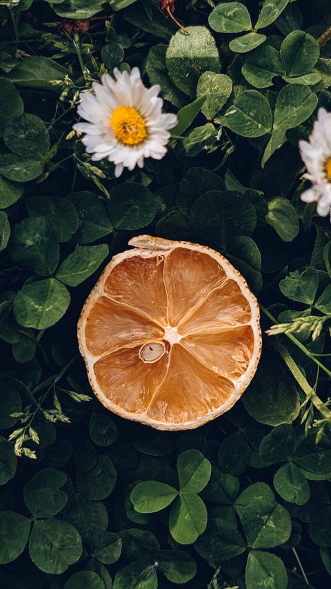 Download wallpaper 2160x3840 citrus, slice, dry, flowers, leaves, macro samsung galaxy s4, s5, note, sony xperia z, z1, z2, z3, htc one, lenovo vibe hd background