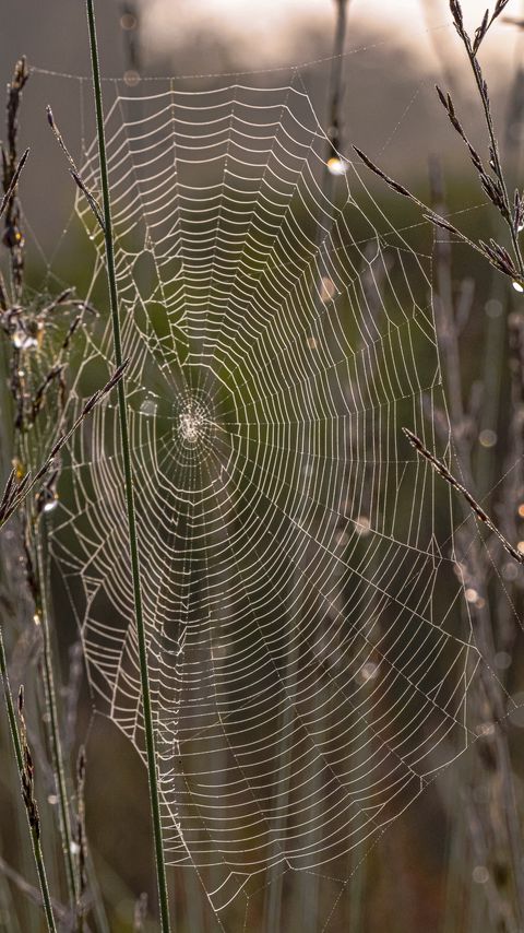 Download wallpaper 2160x3840 cobweb, branches, dew, drops, macro samsung galaxy s4, s5, note, sony xperia z, z1, z2, z3, htc one, lenovo vibe hd background