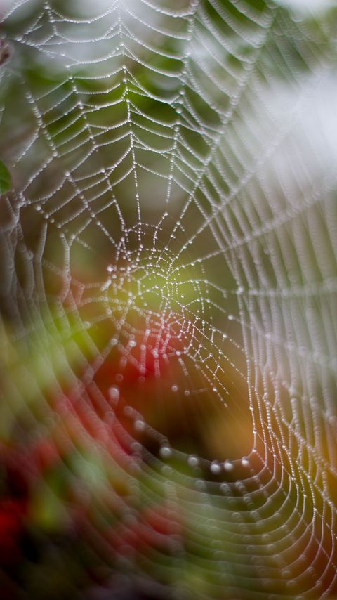 Download wallpaper 2160x3840 cobweb, drops, dew, wet, macro samsung galaxy s4, s5, note, sony xperia z, z1, z2, z3, htc one, lenovo vibe hd background