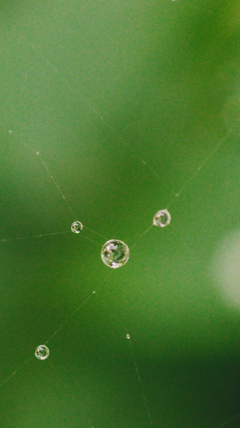 Download wallpaper 2160x3840 cobweb, drops, water, macro, green samsung galaxy s4, s5, note, sony xperia z, z1, z2, z3, htc one, lenovo vibe hd background