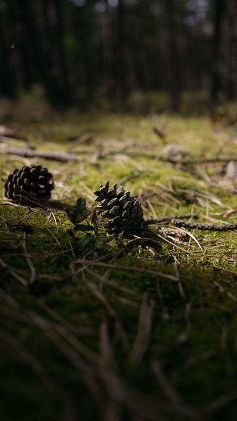 Download wallpaper 2160x3840 cones, grass, branches, macro samsung galaxy s4, s5, note, sony xperia z, z1, z2, z3, htc one, lenovo vibe hd background