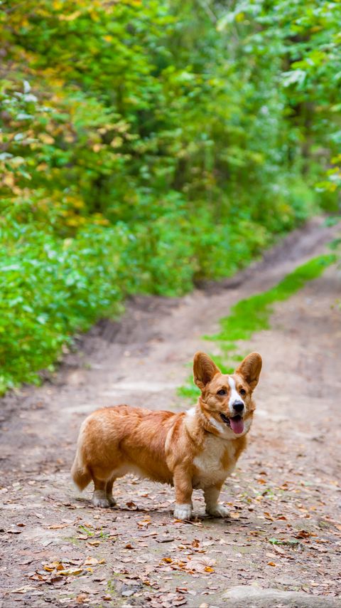 Download wallpaper 2160x3840 corgi, dog, protruding tongue, pet samsung galaxy s4, s5, note, sony xperia z, z1, z2, z3, htc one, lenovo vibe hd background