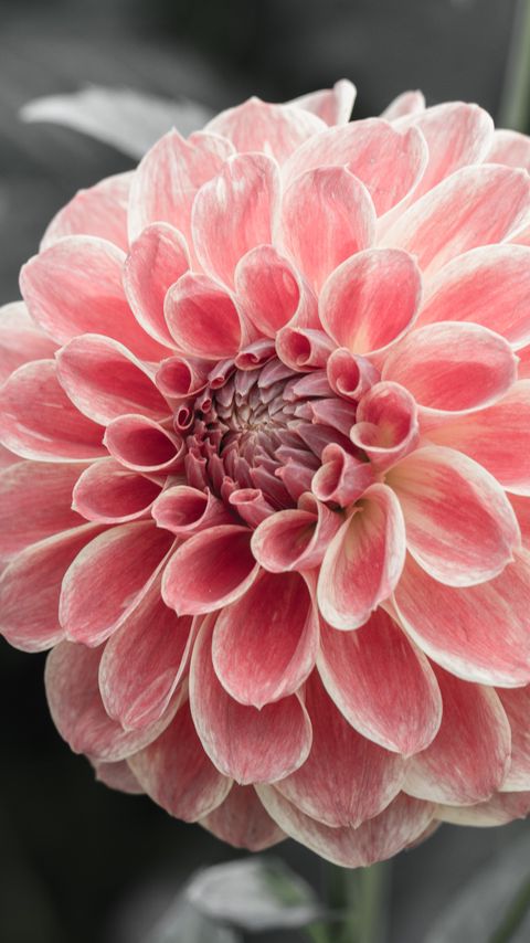 Download wallpaper 2160x3840 dahlia, flower, pink, macro samsung galaxy s4, s5, note, sony xperia z, z1, z2, z3, htc one, lenovo vibe hd background