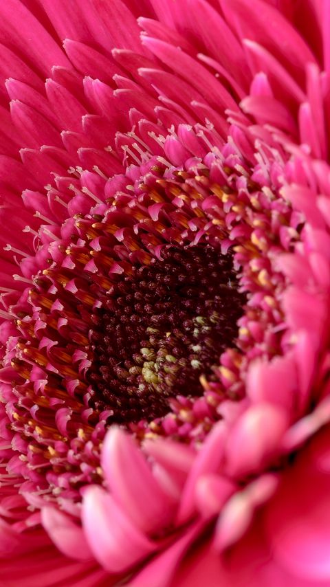 Download wallpaper 2160x3840 daisy, flower, petals, pink, macro samsung galaxy s4, s5, note, sony xperia z, z1, z2, z3, htc one, lenovo vibe hd background