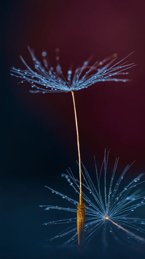 Download wallpaper 2160x3840 dandelion, fluff, drops, macro samsung galaxy s4, s5, note, sony xperia z, z1, z2, z3, htc one, lenovo vibe hd background