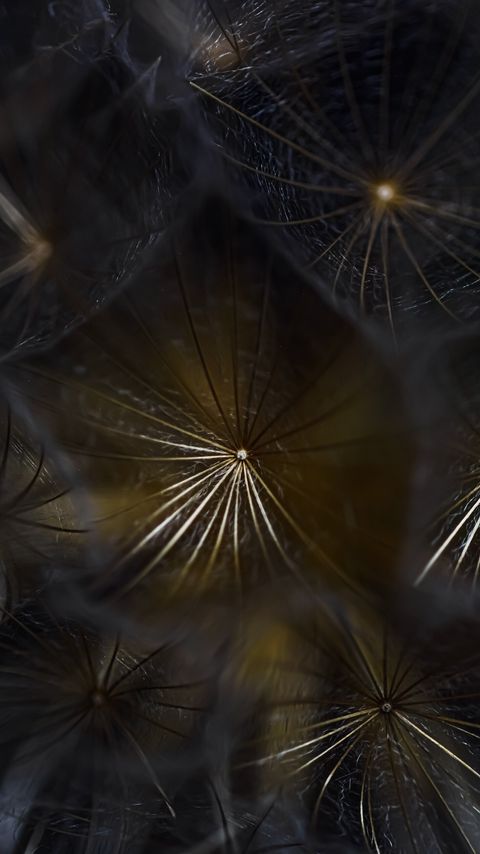 Download wallpaper 2160x3840 dandelion, fluff, lines, macro samsung galaxy s4, s5, note, sony xperia z, z1, z2, z3, htc one, lenovo vibe hd background