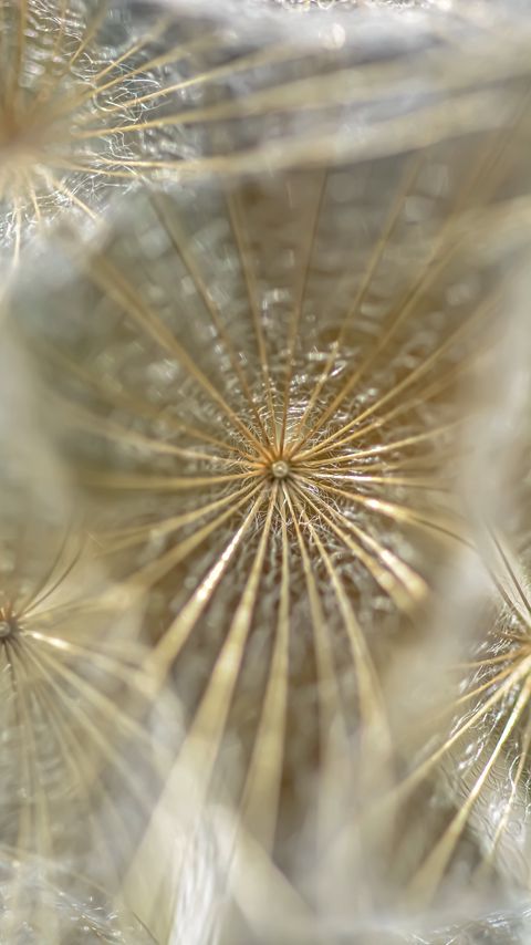 Download wallpaper 2160x3840 dandelion, fluff, macro, light samsung galaxy s4, s5, note, sony xperia z, z1, z2, z3, htc one, lenovo vibe hd background