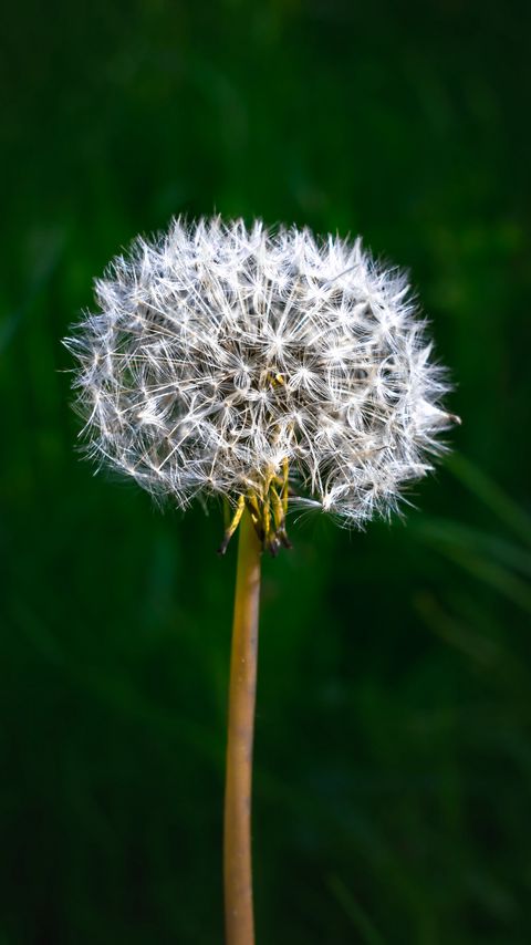 Download wallpaper 2160x3840 dandelion, fluff, plant, macro samsung galaxy s4, s5, note, sony xperia z, z1, z2, z3, htc one, lenovo vibe hd background