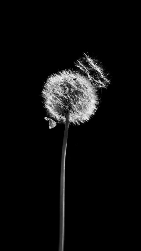 Download wallpaper 2160x3840 dandelion, plant, fluff, macro, black and white, black samsung galaxy s4, s5, note, sony xperia z, z1, z2, z3, htc one, lenovo vibe hd background