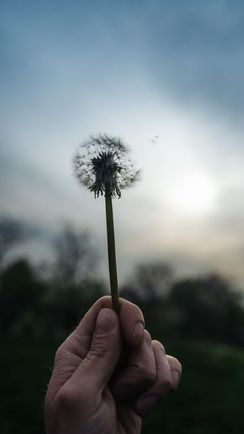 Download wallpaper 2160x3840 dandelion, plant, hand, macro samsung galaxy s4, s5, note, sony xperia z, z1, z2, z3, htc one, lenovo vibe hd background