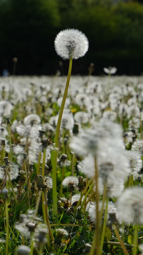 Download wallpaper 2160x3840 dandelions, plants, field, macro, summer samsung galaxy s4, s5, note, sony xperia z, z1, z2, z3, htc one, lenovo vibe hd background