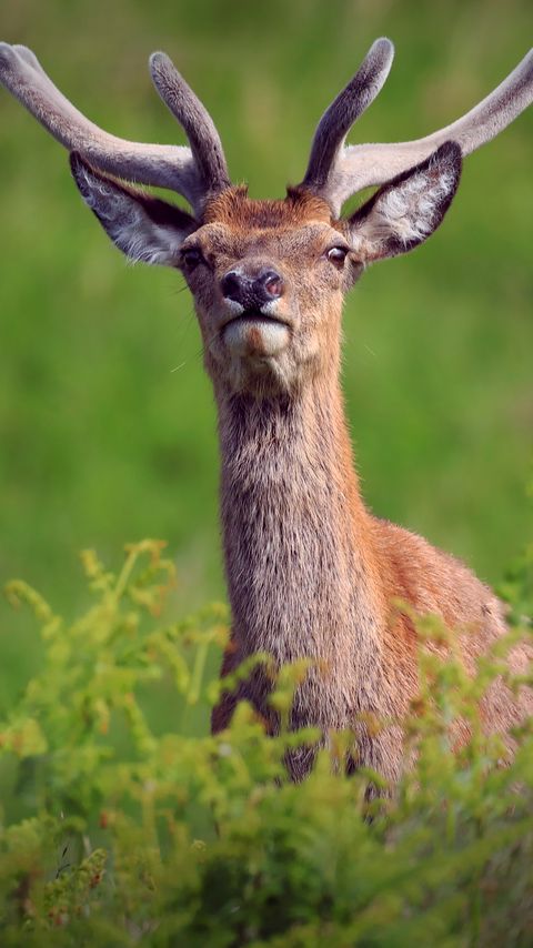 Download wallpaper 2160x3840 deer, antlers, glance, animal, wildlife samsung galaxy s4, s5, note, sony xperia z, z1, z2, z3, htc one, lenovo vibe hd background