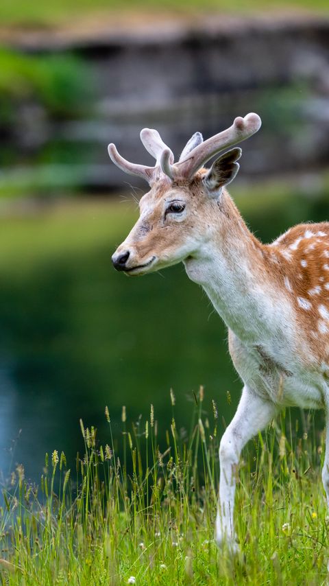 Download wallpaper 2160x3840 deer, grass, lake, wildlife samsung galaxy s4, s5, note, sony xperia z, z1, z2, z3, htc one, lenovo vibe hd background