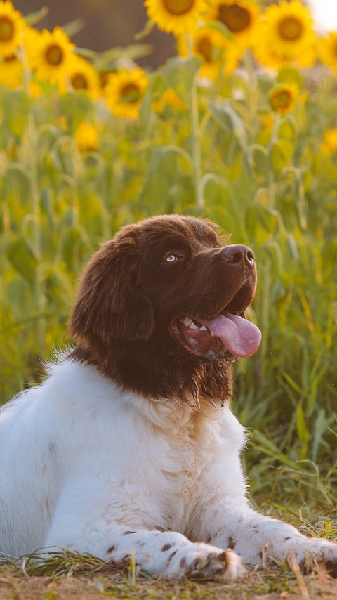 Download wallpaper 2160x3840 dog, animal, pet, protruding tongue, sunflowers, field samsung galaxy s4, s5, note, sony xperia z, z1, z2, z3, htc one, lenovo vibe hd background