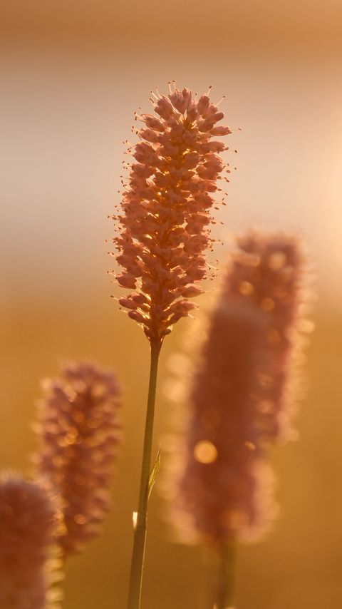 Download wallpaper 2160x3840 ears, plant, light, sunset, macro samsung galaxy s4, s5, note, sony xperia z, z1, z2, z3, htc one, lenovo vibe hd background