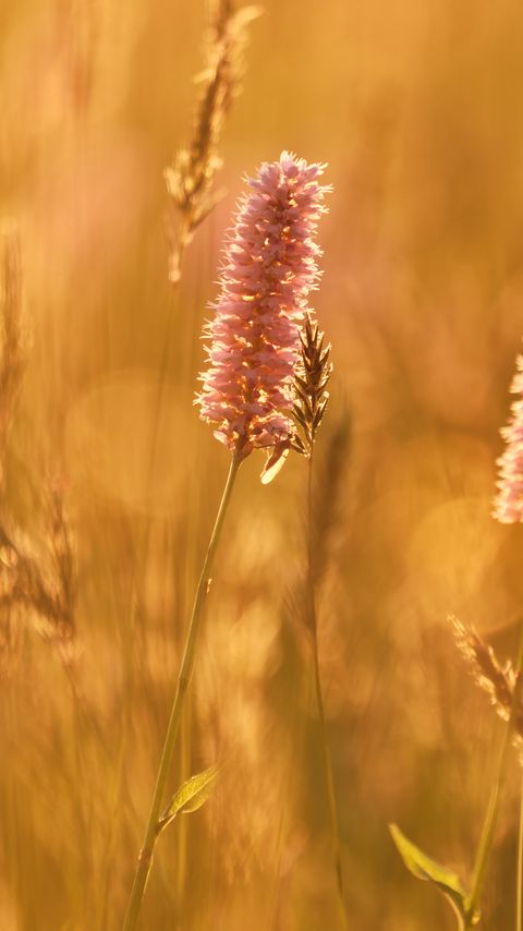 Download wallpaper 2160x3840 ears, plants, field, light, macro samsung galaxy s4, s5, note, sony xperia z, z1, z2, z3, htc one, lenovo vibe hd background