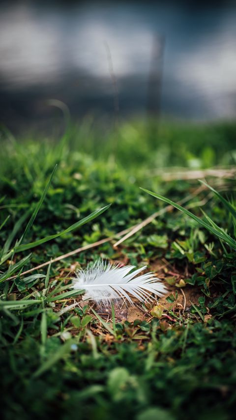 Download wallpaper 2160x3840 feather, grass, greenery, macro samsung galaxy s4, s5, note, sony xperia z, z1, z2, z3, htc one, lenovo vibe hd background