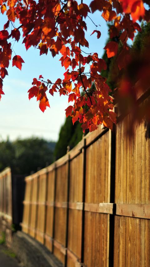 Download wallpaper 2160x3840 fence, tree, leaves, autumn samsung galaxy s4, s5, note, sony xperia z, z1, z2, z3, htc one, lenovo vibe hd background