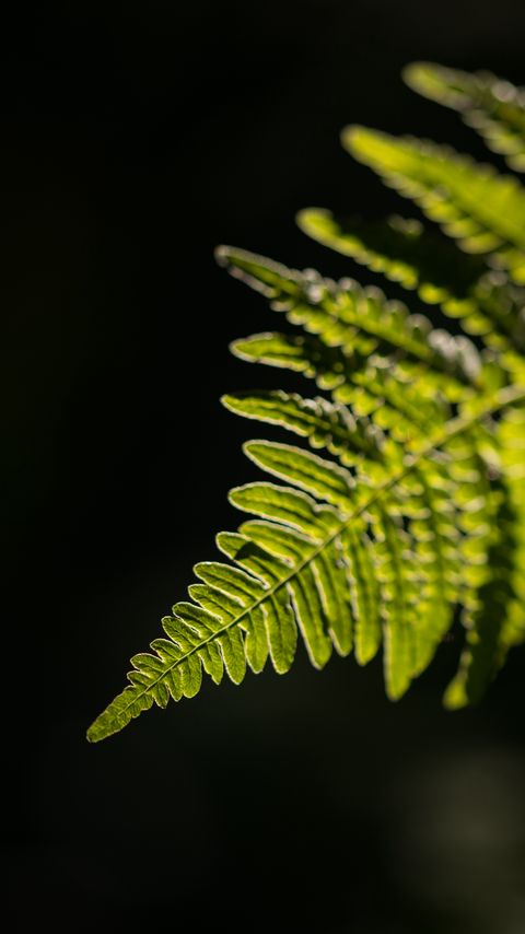 Download wallpaper 2160x3840 fern, leaf, macro, green, dark samsung galaxy s4, s5, note, sony xperia z, z1, z2, z3, htc one, lenovo vibe hd background