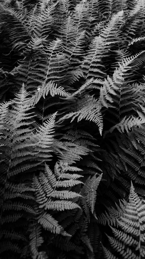 Download wallpaper 2160x3840 fern, plants, black and white samsung galaxy s4, s5, note, sony xperia z, z1, z2, z3, htc one, lenovo vibe hd background