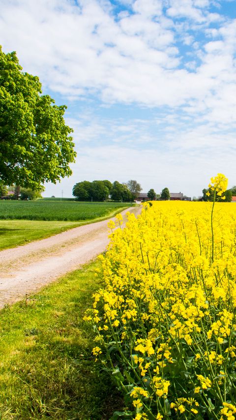 Download wallpaper 2160x3840 field, flowers, road, trees, landscape samsung galaxy s4, s5, note, sony xperia z, z1, z2, z3, htc one, lenovo vibe hd background