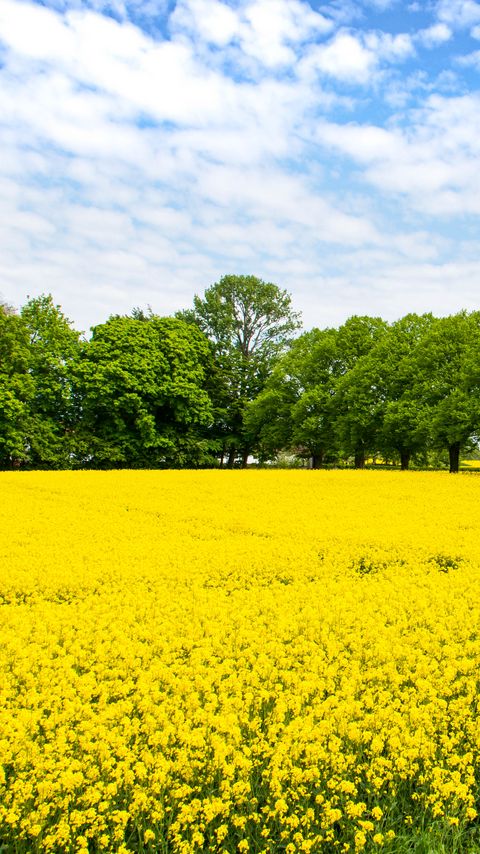 Download wallpaper 2160x3840 field, flowers, yellow, trees, nature, landscape samsung galaxy s4, s5, note, sony xperia z, z1, z2, z3, htc one, lenovo vibe hd background