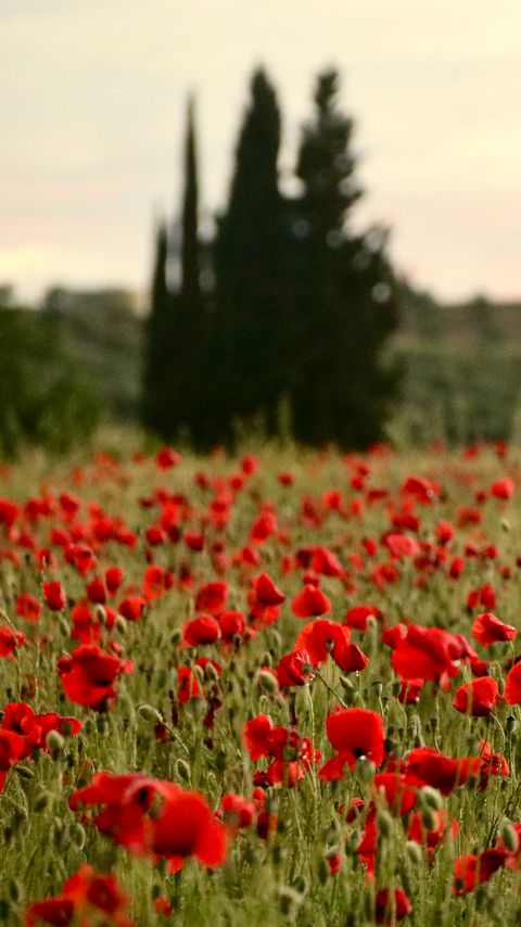 Download wallpaper 2160x3840 field, poppies, flowers, red samsung galaxy s4, s5, note, sony xperia z, z1, z2, z3, htc one, lenovo vibe hd background