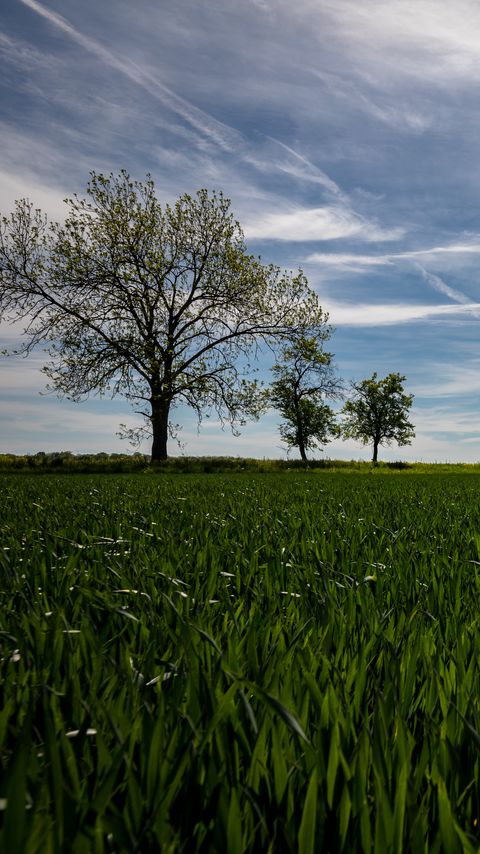 Download wallpaper 2160x3840 field, trees, grass, sky, nature, landscape samsung galaxy s4, s5, note, sony xperia z, z1, z2, z3, htc one, lenovo vibe hd background