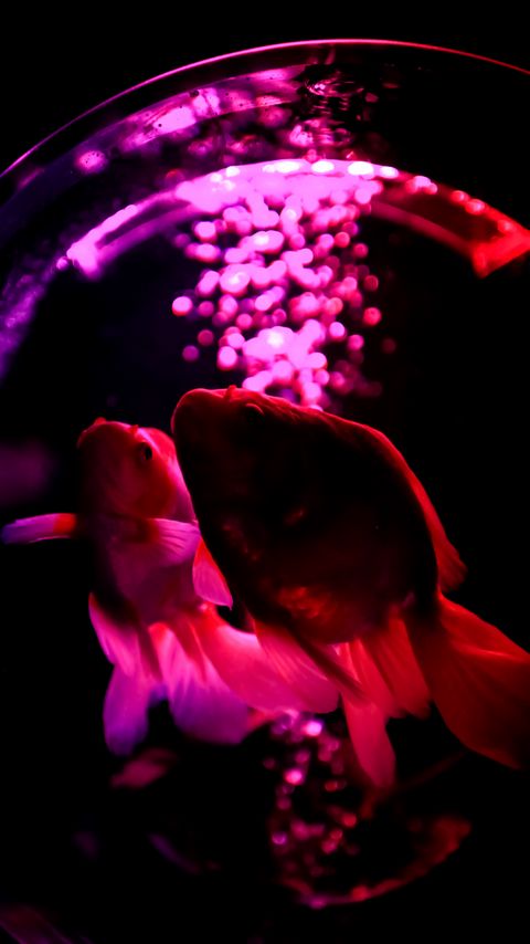 Download wallpaper 2160x3840 fish, pets, backlight, purple, dark samsung galaxy s4, s5, note, sony xperia z, z1, z2, z3, htc one, lenovo vibe hd background