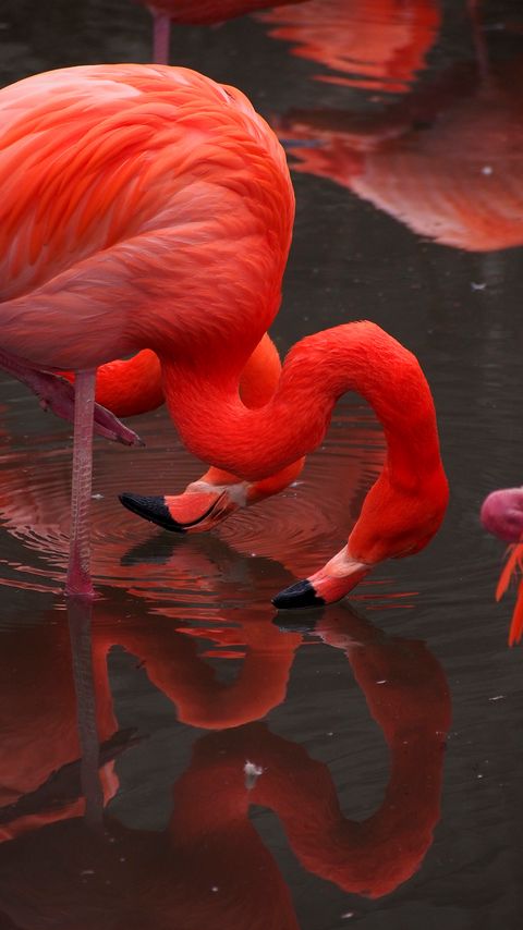 Download wallpaper 2160x3840 flamingo, birds, red, water samsung galaxy s4, s5, note, sony xperia z, z1, z2, z3, htc one, lenovo vibe hd background