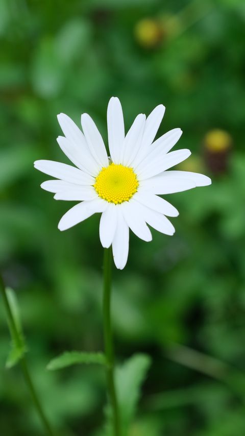 Download wallpaper 2160x3840 flower, chamomile, plant, macro samsung galaxy s4, s5, note, sony xperia z, z1, z2, z3, htc one, lenovo vibe hd background